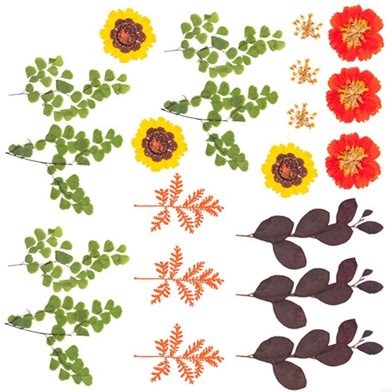 ดอกไม้กดแห้งสำหรับแม่พิมพ์เรซิ - Art Craft Leaves บทวิจารณ์และราคา